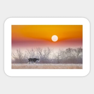 Clydesdale Horse at Sunset Sticker